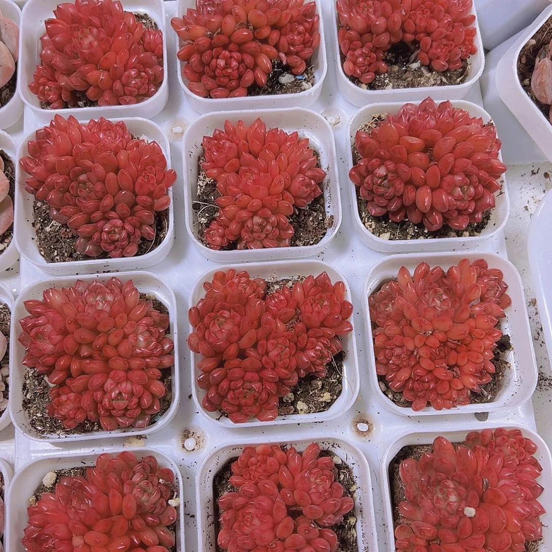 精品红宝石4头起19包邮