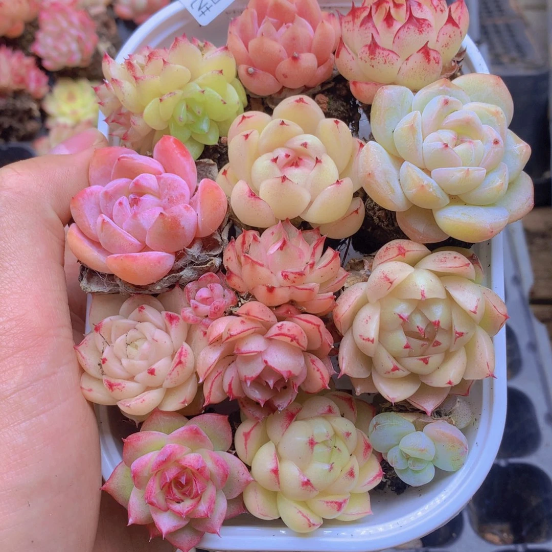 我要去看你了啊024