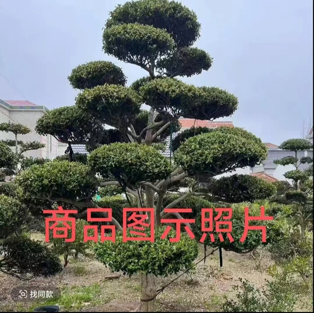 小叶瓜子黄杨造型树四季常青景观佳品