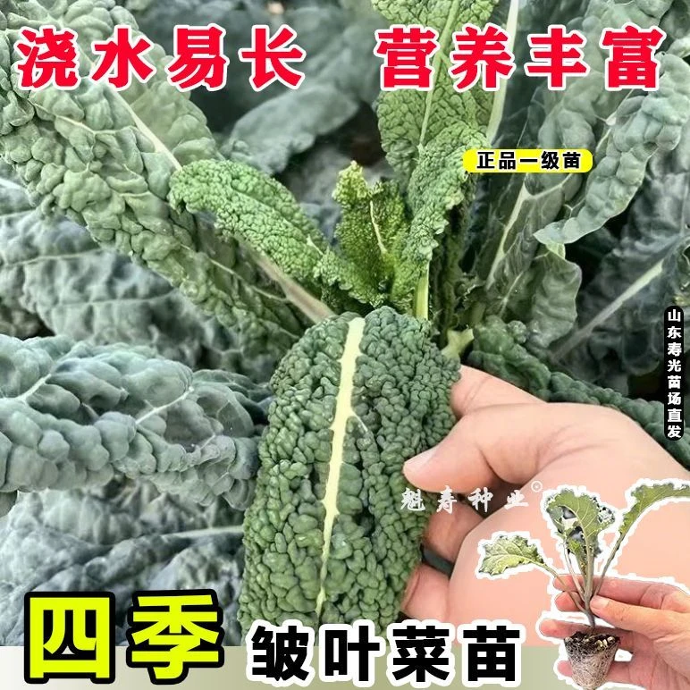 皱叶菜秧苗甘蓝苗羽衣甘蓝苗秧种子绿紫叶甘蓝阳台春秋菜四季盆栽