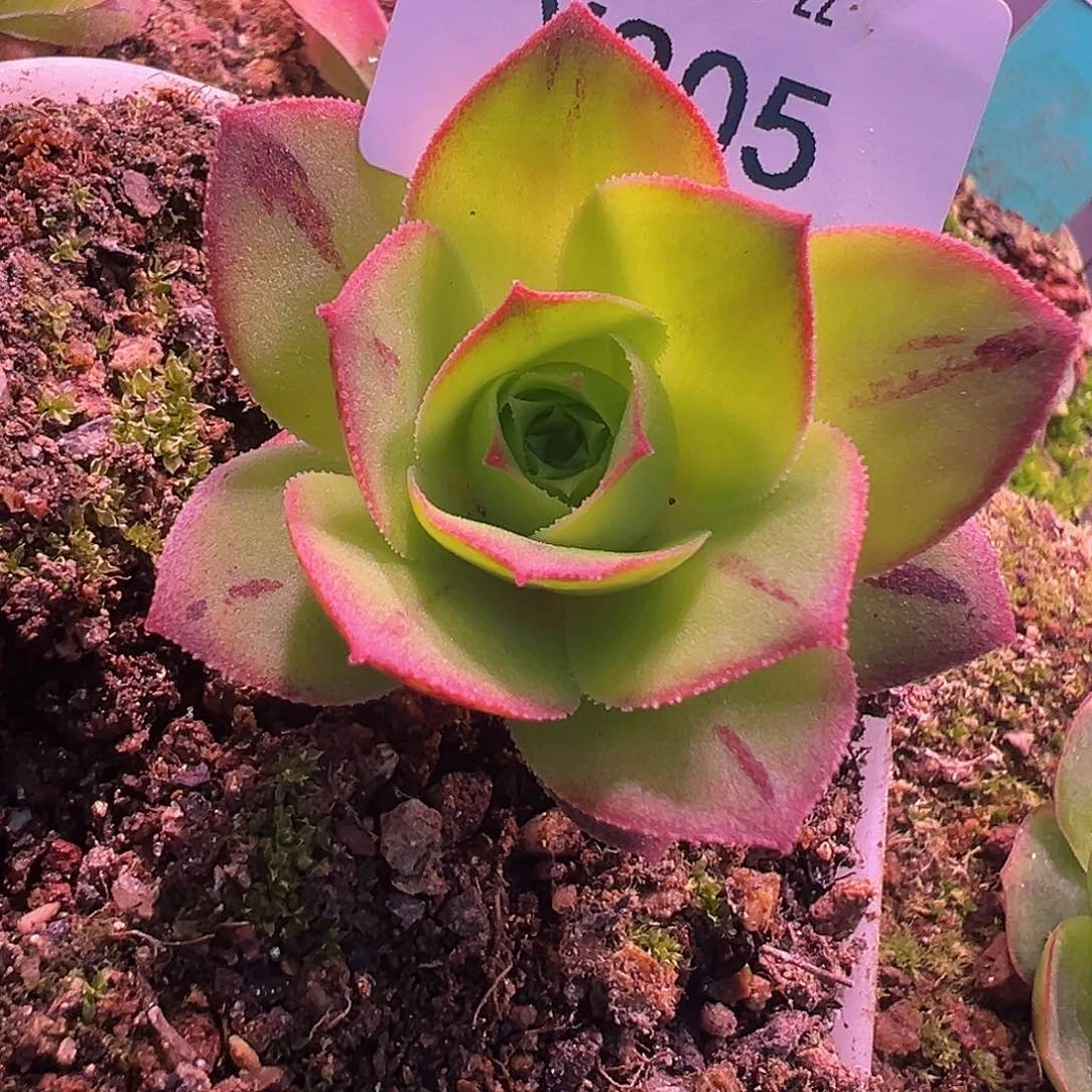 杨205 不知名 带珠珠