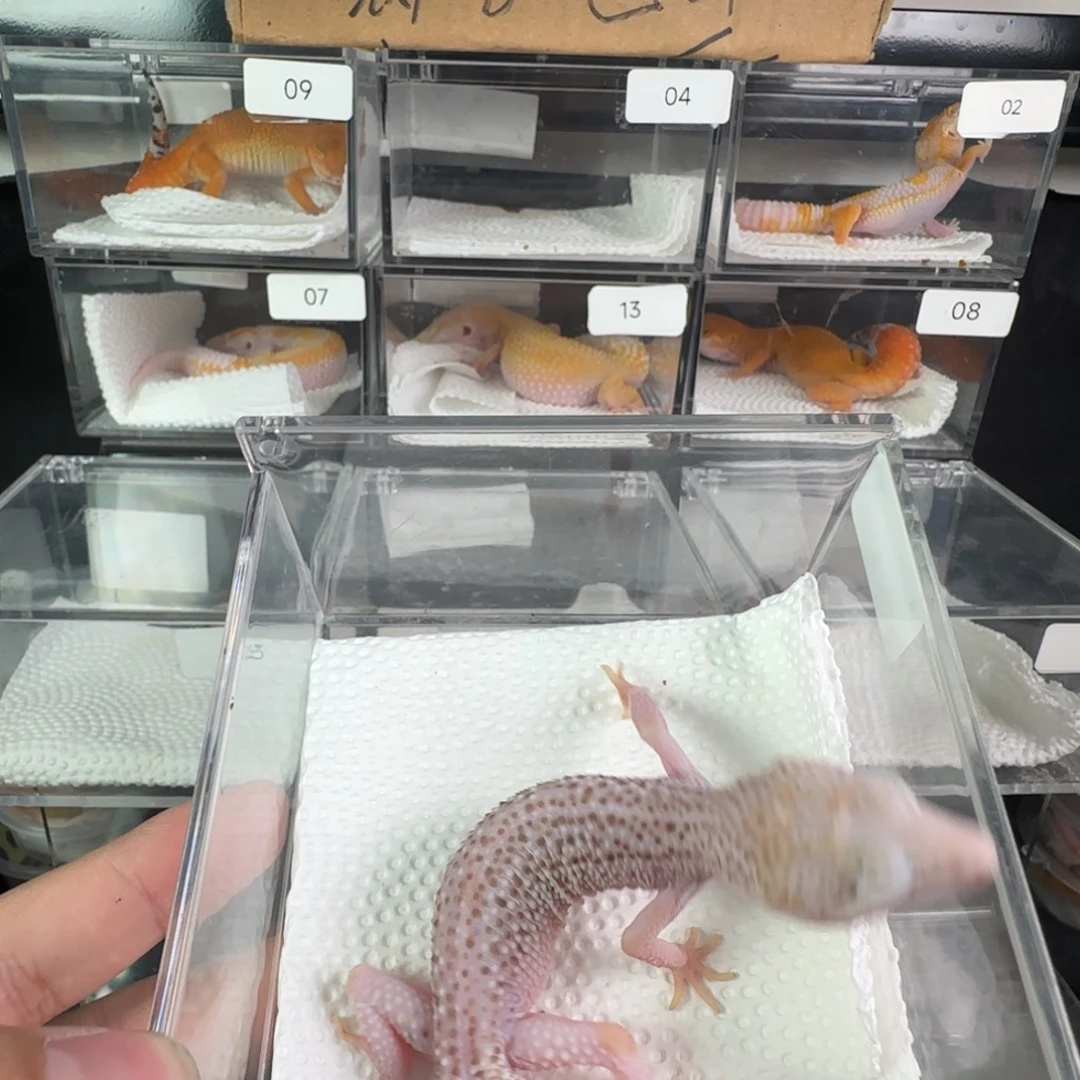 豹纹守宫超级雪花雷达妹妹