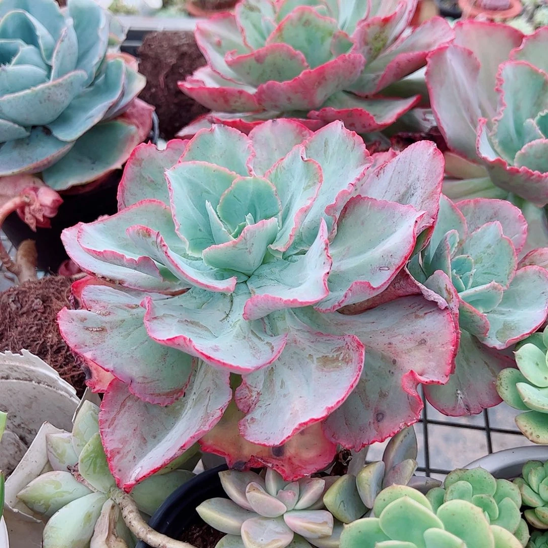 蓝色妖姬大单头带仔精品