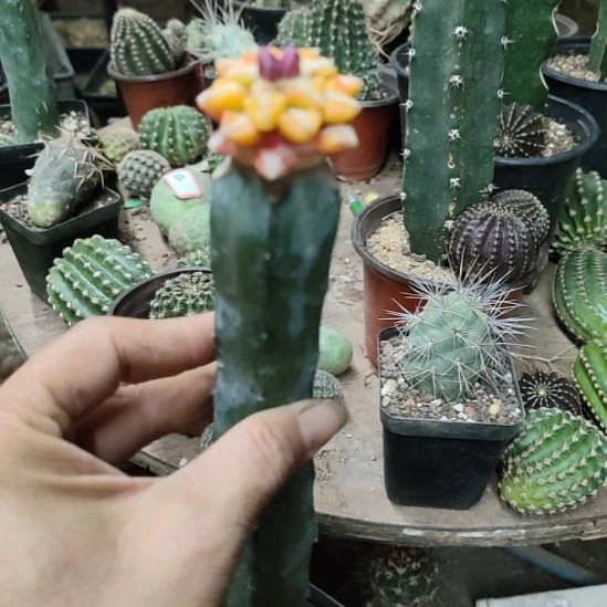 仙人球龙神木嫁接黑牡丹锦