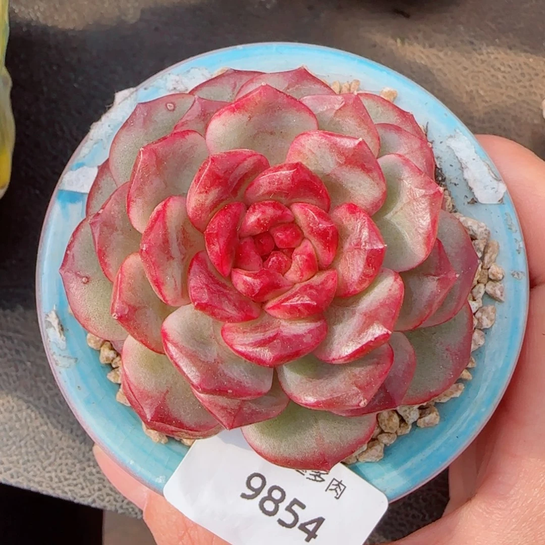 雪色玛丽，9854多肉植物