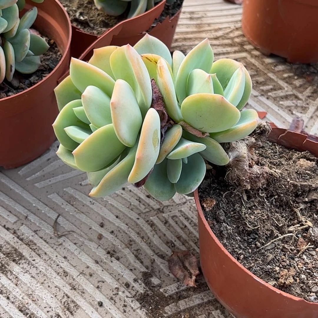【闪购商品】无花朵烟**心