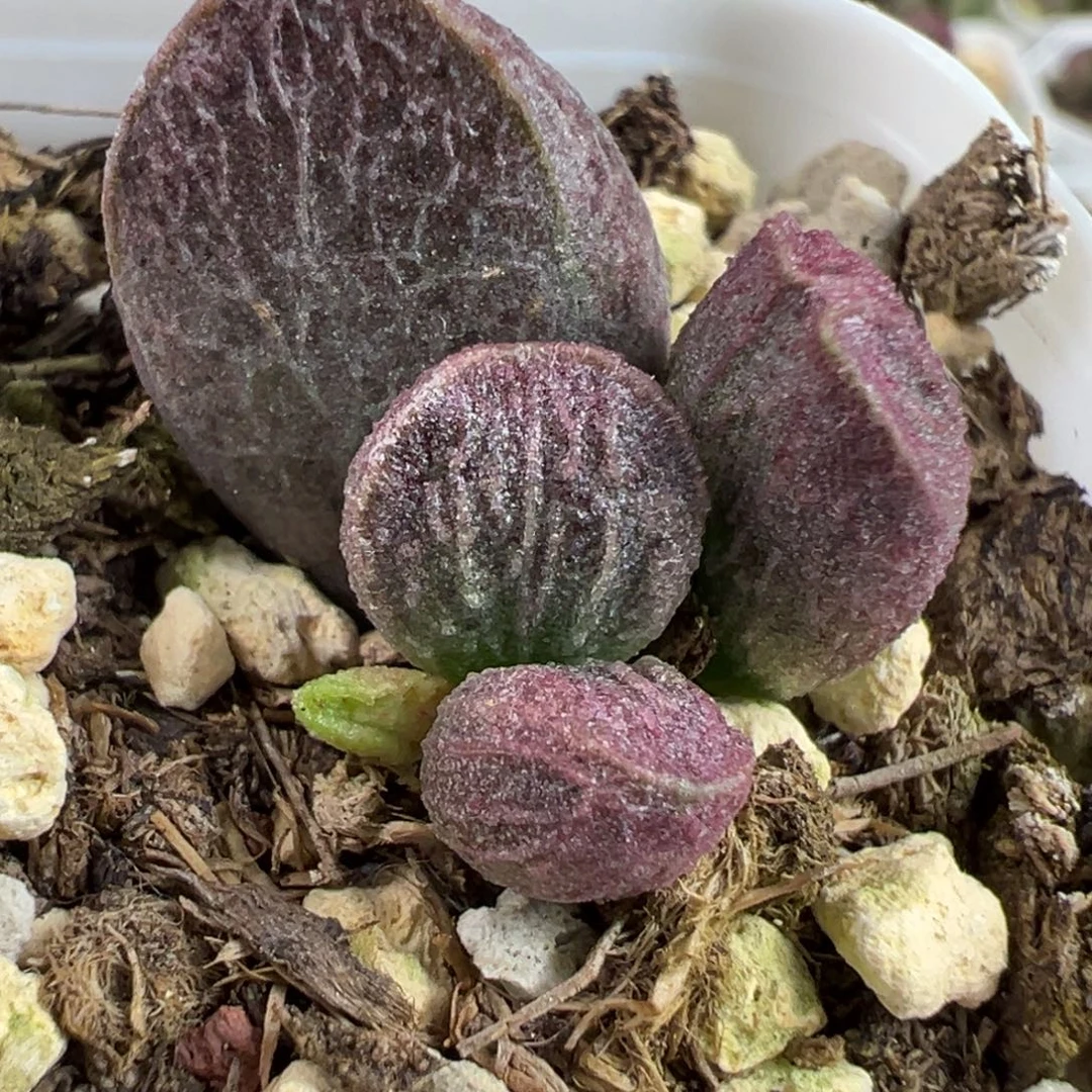 实生新品大苗多肉植物水泡多肉植物
