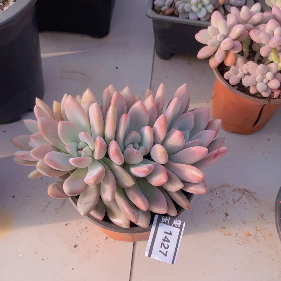 奥普多肉植物1427