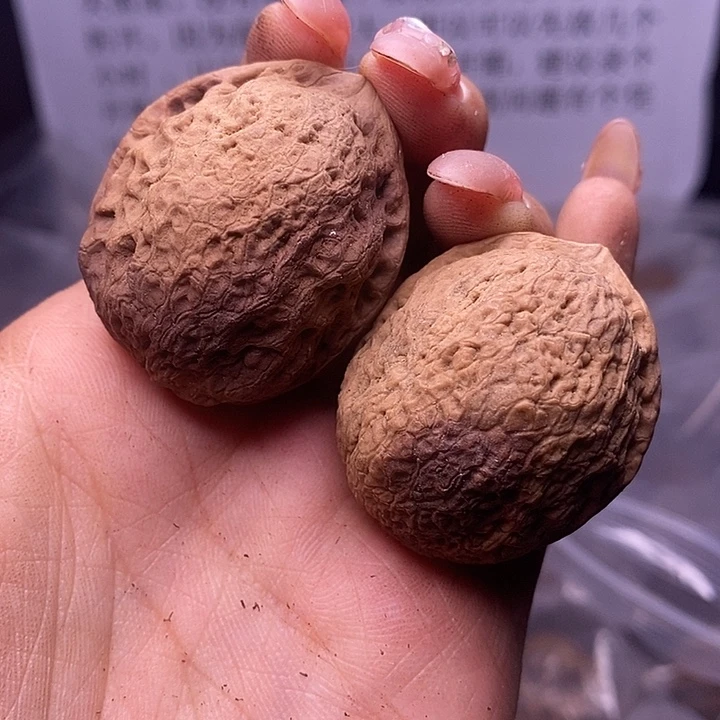 核桃云南野生铁核桃131号34mm