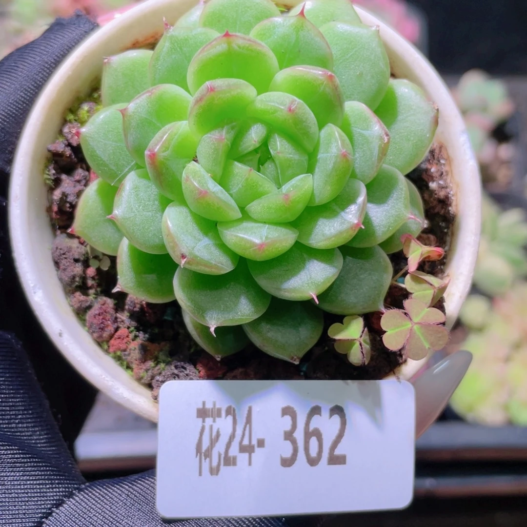 花利美24-362麦秆