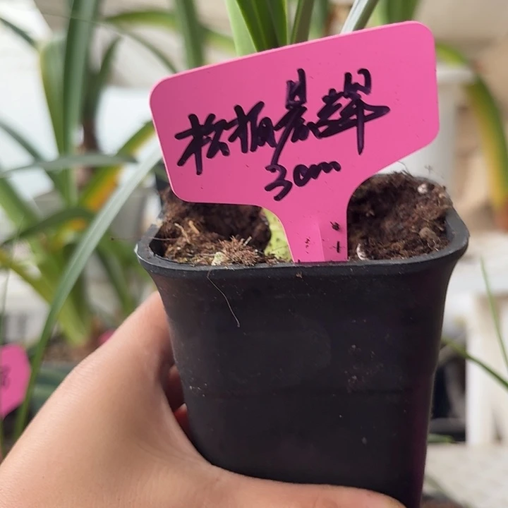无花朵松柏辰辉朱顶红3cm