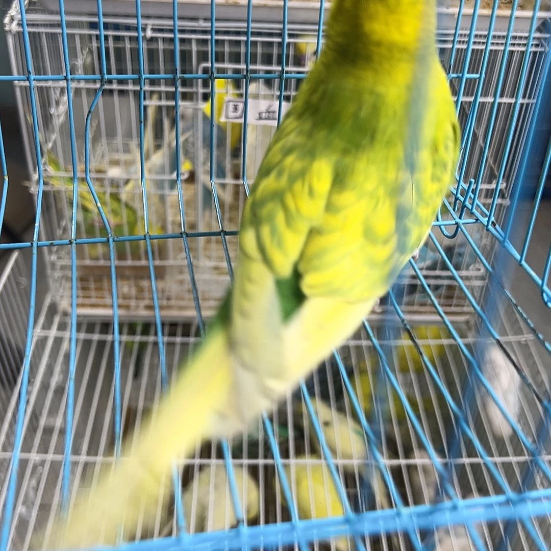 虎皮鹦鹉阿牌子耳机买零食咯算了