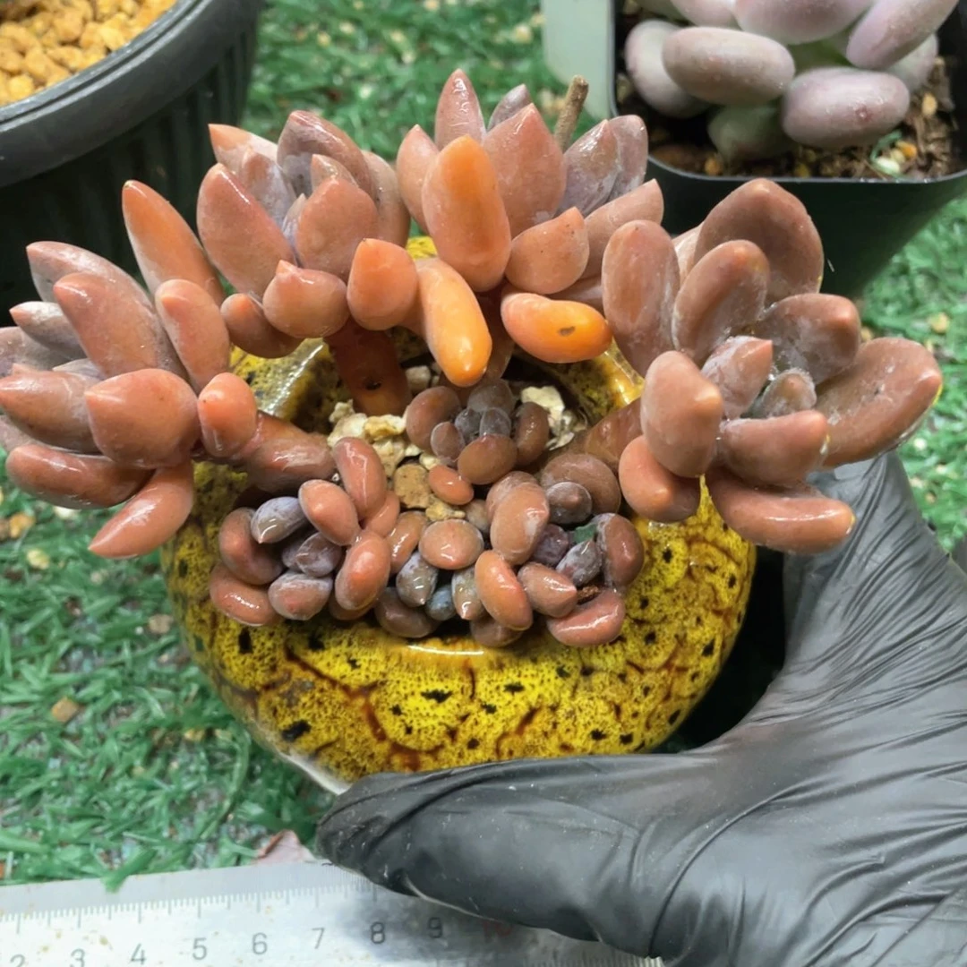 黑加仑一物一拍28包邮非偏远