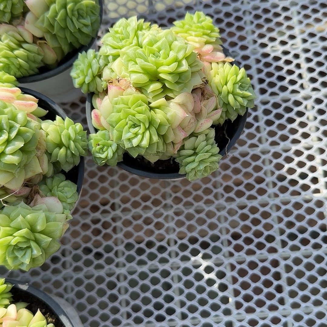 白天鹅多肉植物精品