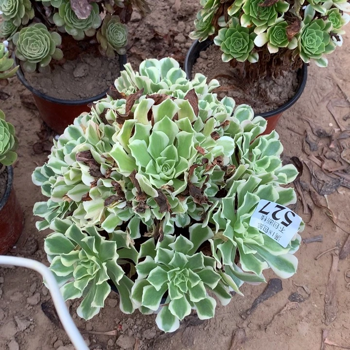 惜*527雨花石手捧dog棚