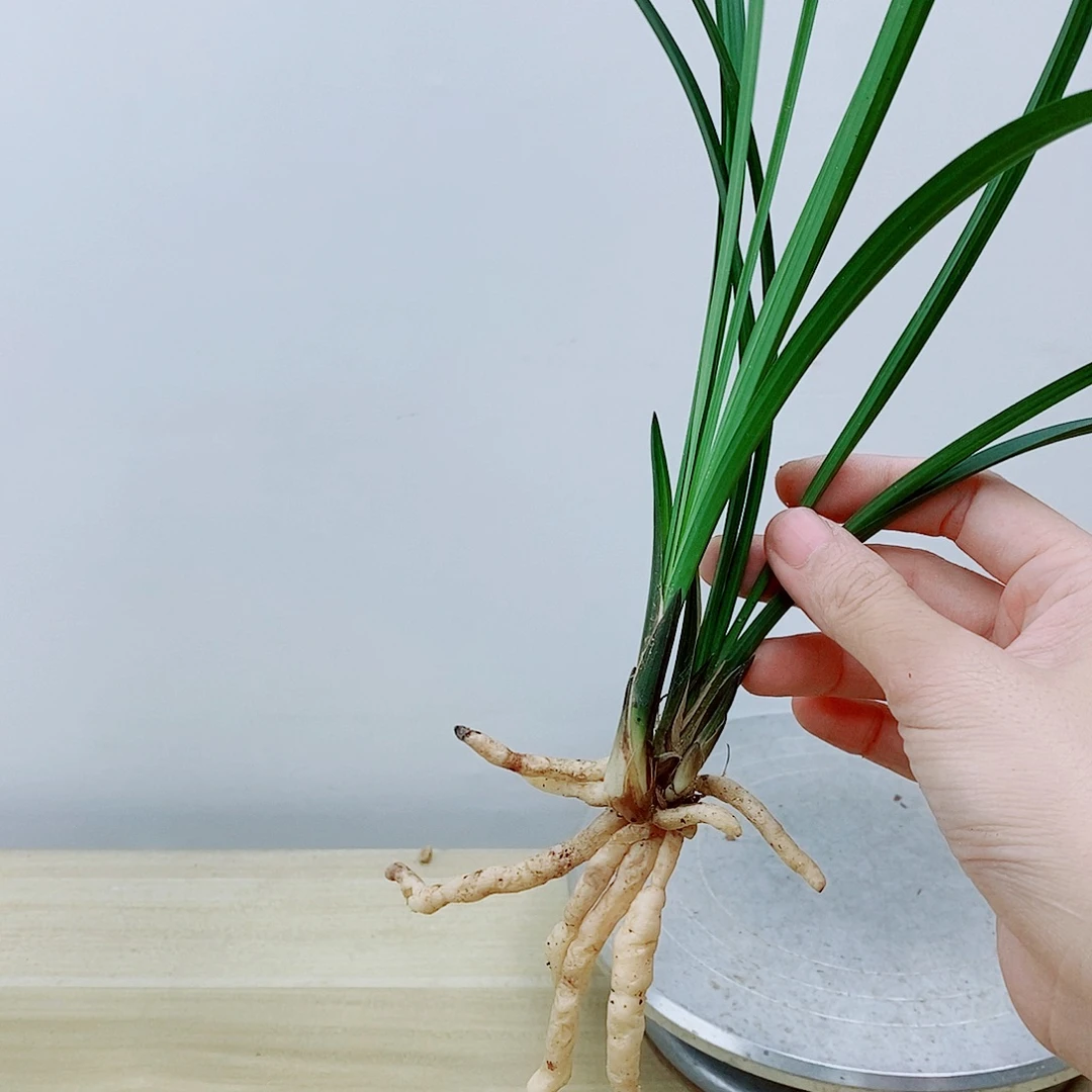 当前无花栽培后可以开花胭脂