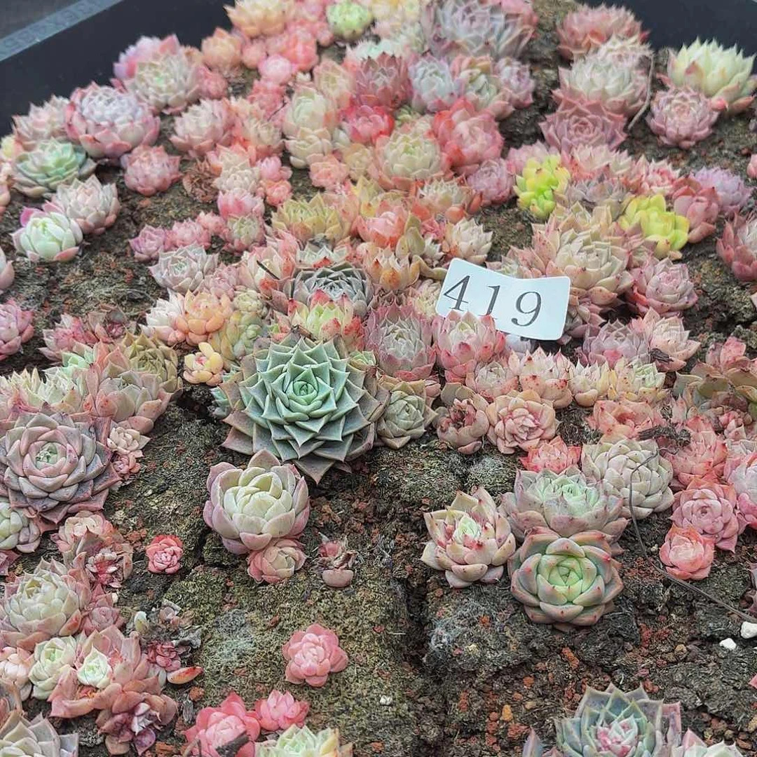 多肉植物多肉植物419