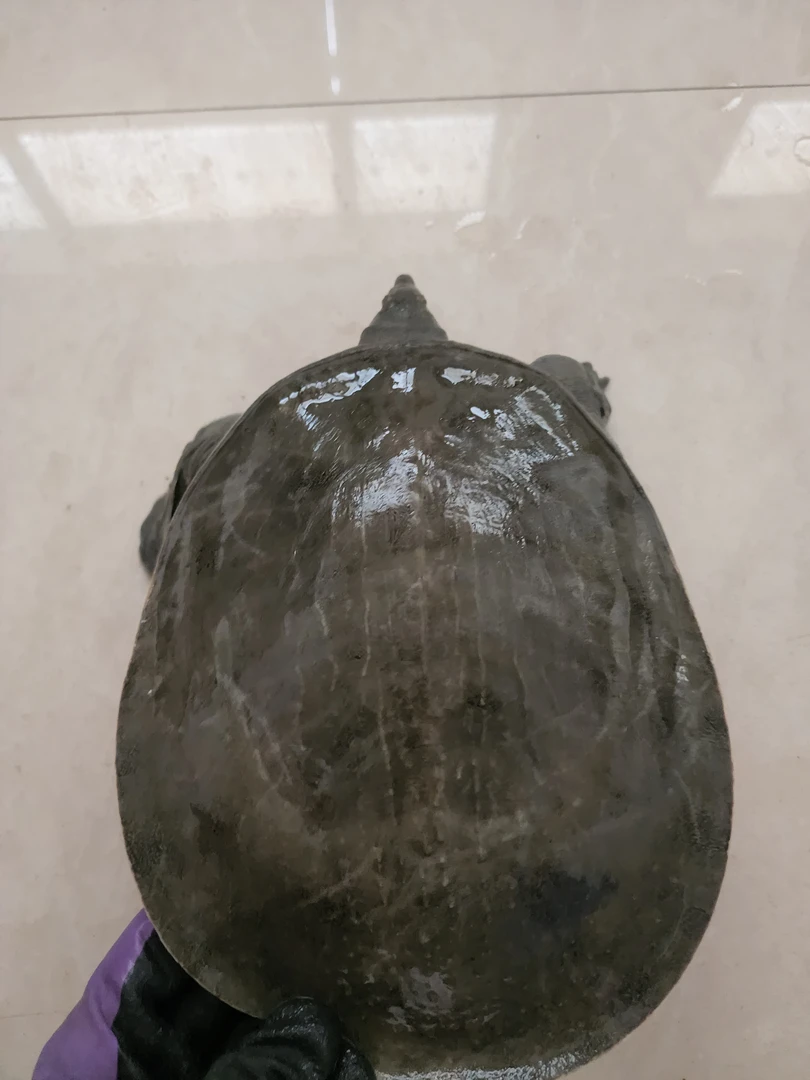 洞庭湖水大湖面深水生态甲鱼