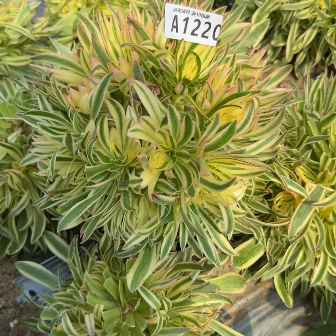 (****)1220夕颜。多肉植物