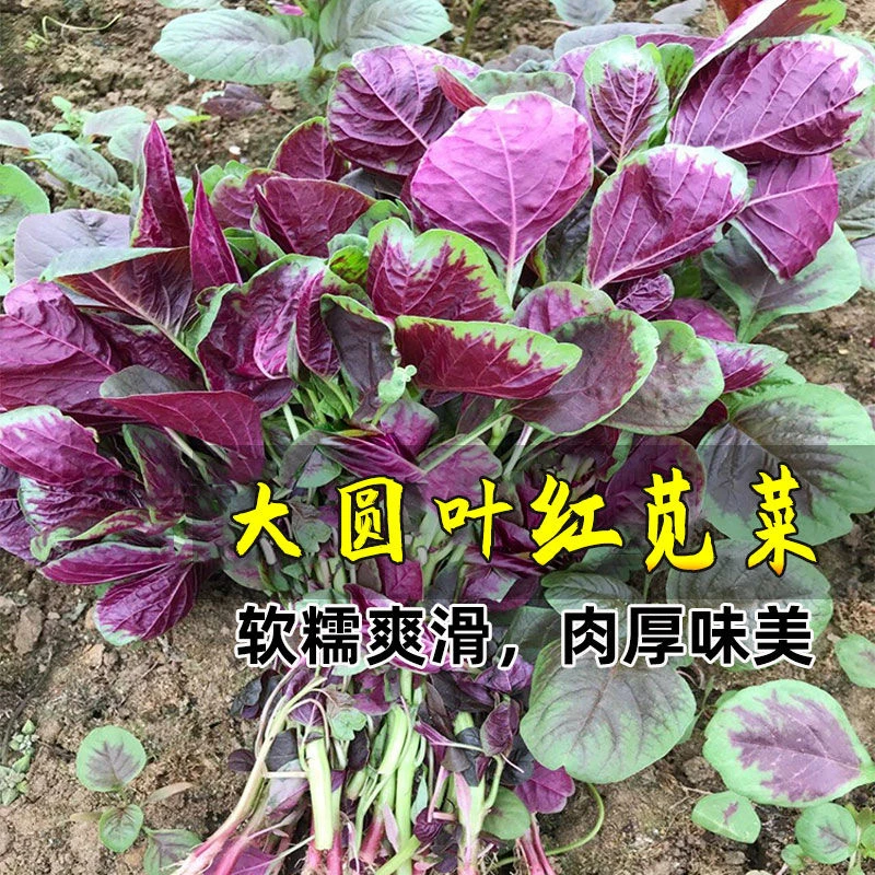 红苋菜种子圆叶速生汗菜籽蔬菜种子阳台庭院超耐热蔬菜种子大全