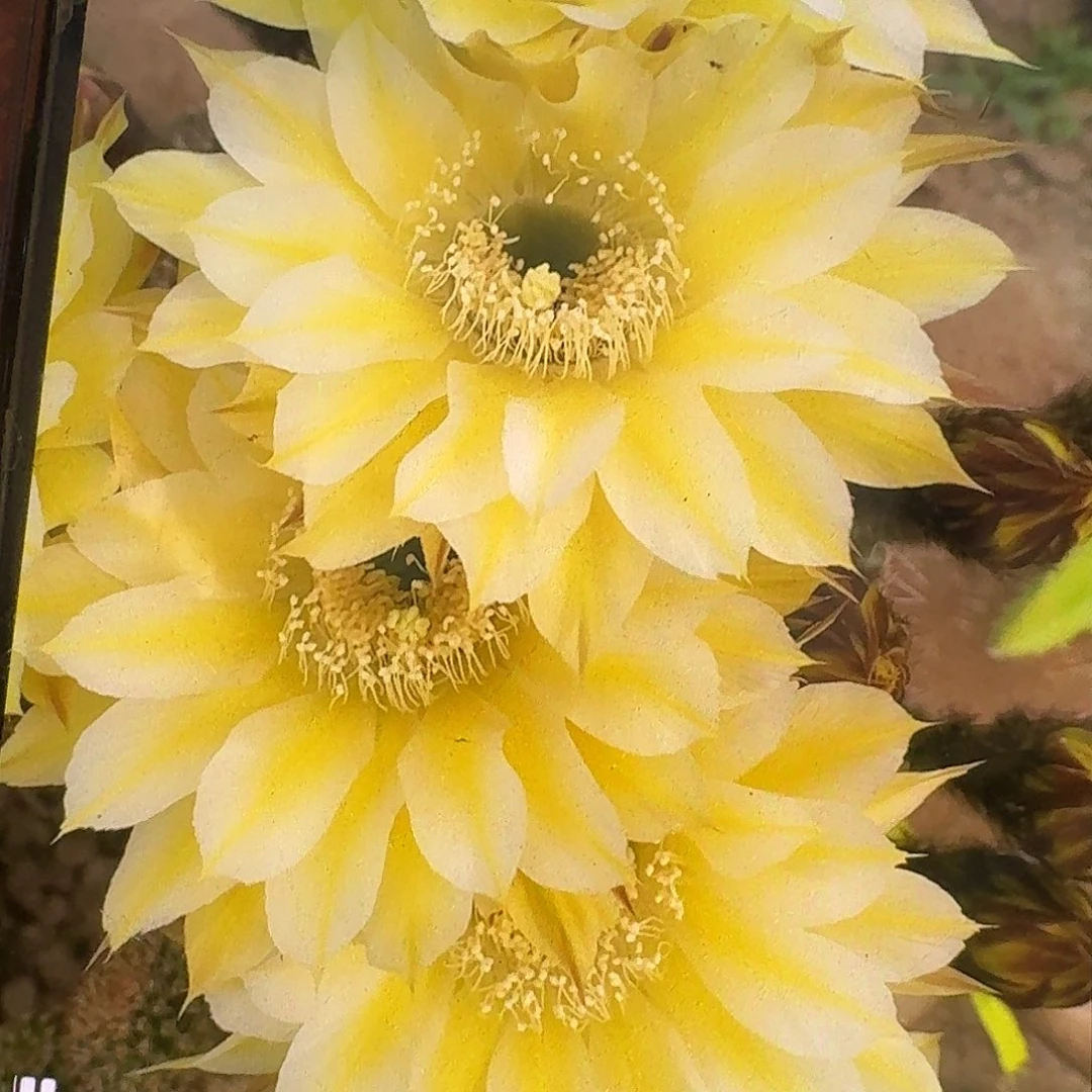 伊卡罗斯侧芽4公分彩草