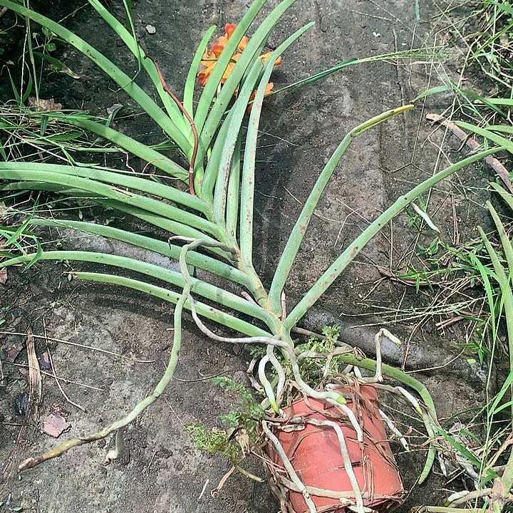 当前无花栽培后可以开花橙色万代露天苗