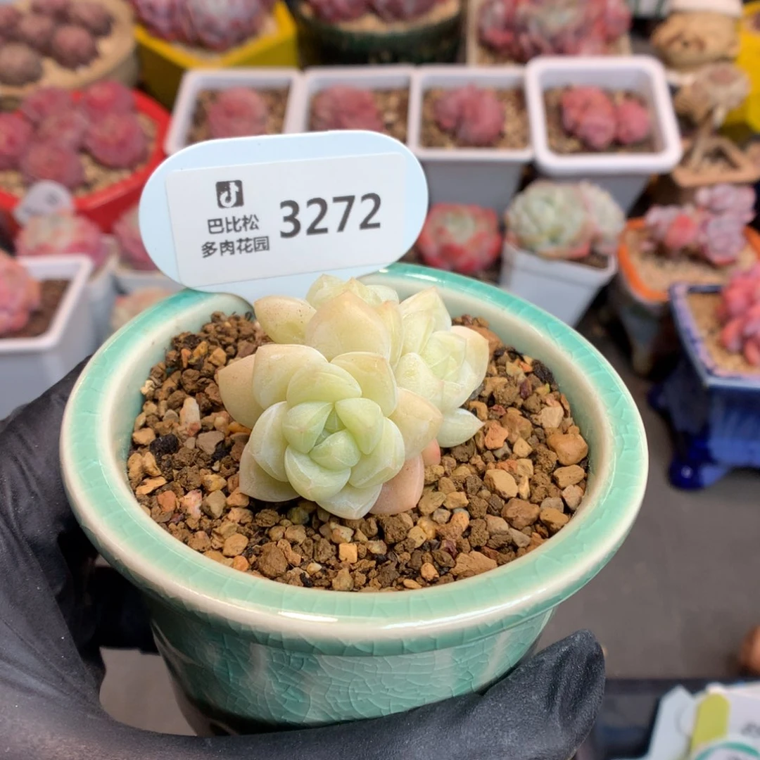 泡**.3272 黄体冰玉多肉