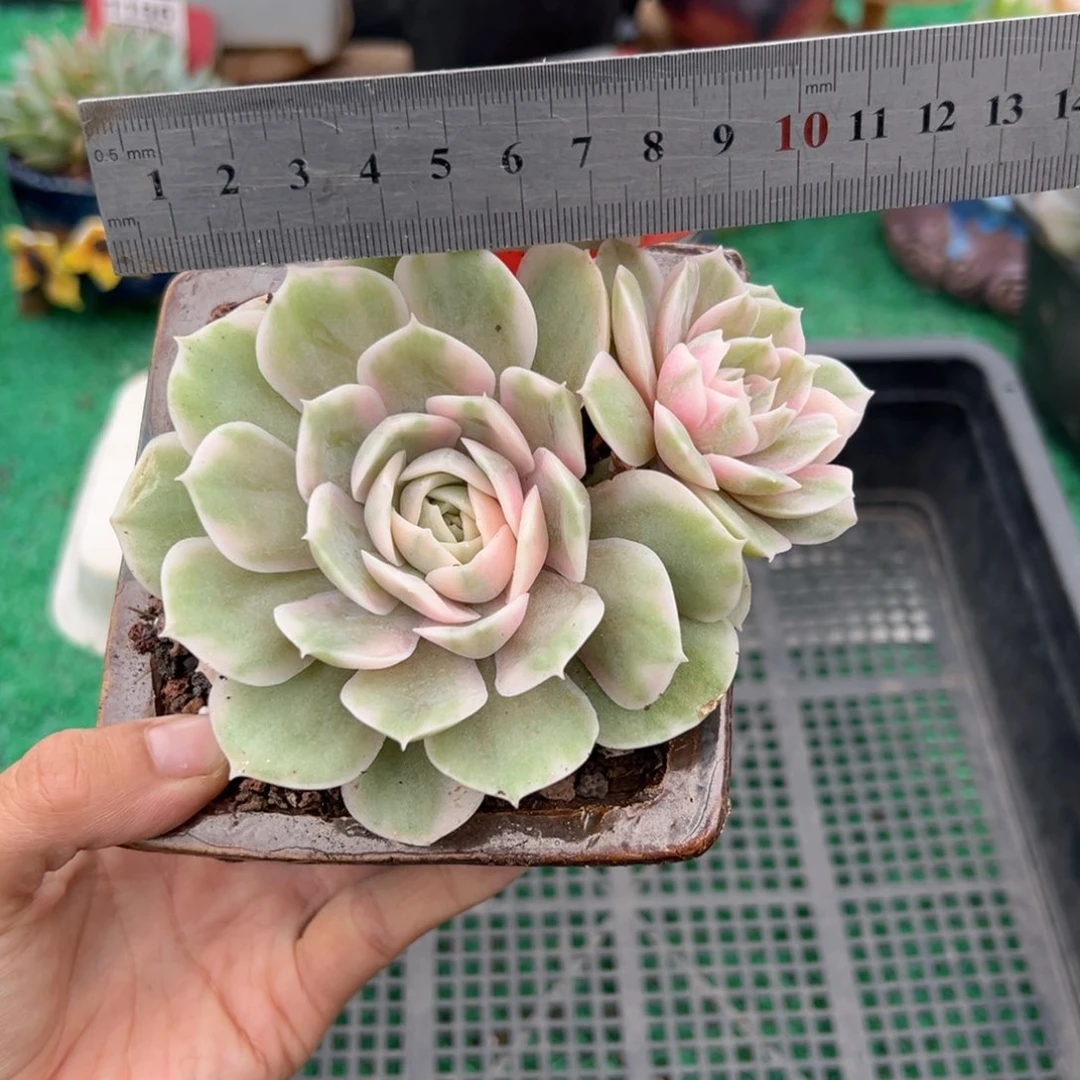 表妹精品多肉2042