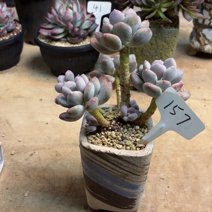 多肉植物，咖啡美人157号