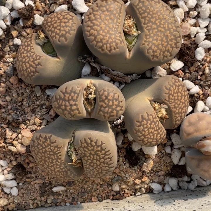 非偏远满20包邮176