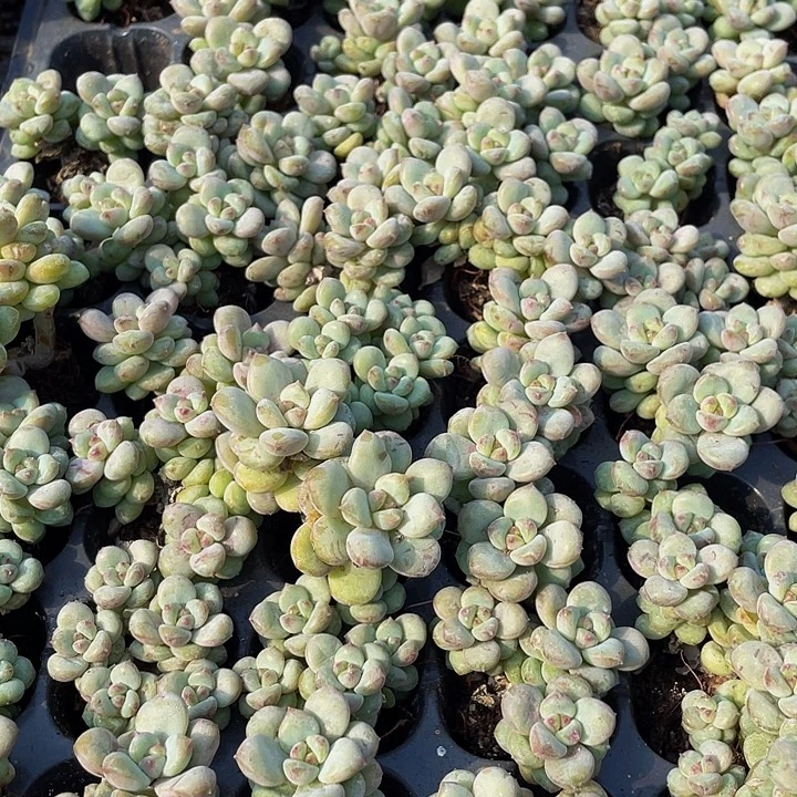 小阳光玫瑰1元带土发货