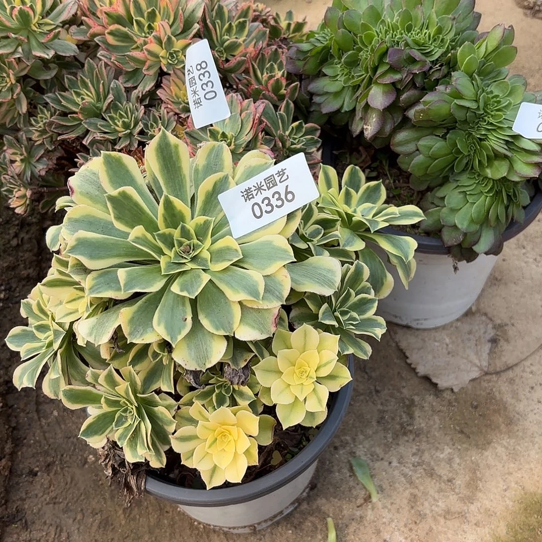 甜茶缀化绿豆沙多肉植物335-336-338