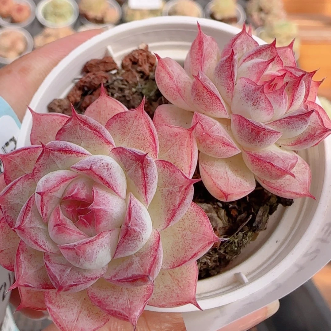 花语多肉1222-133女王散