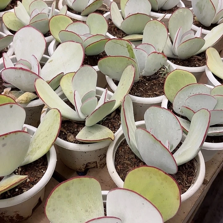 白眉精品多肉拍一发二