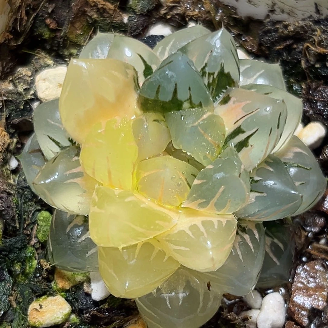 恭喜发财大吉大利716