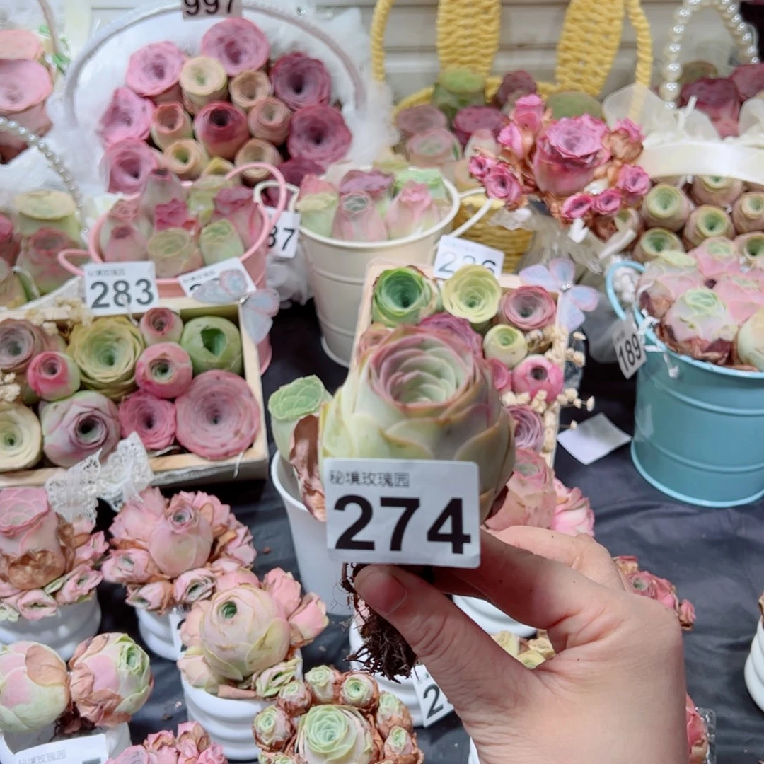 金***宝274桃帕棒棒糖老桩。  一物一拍