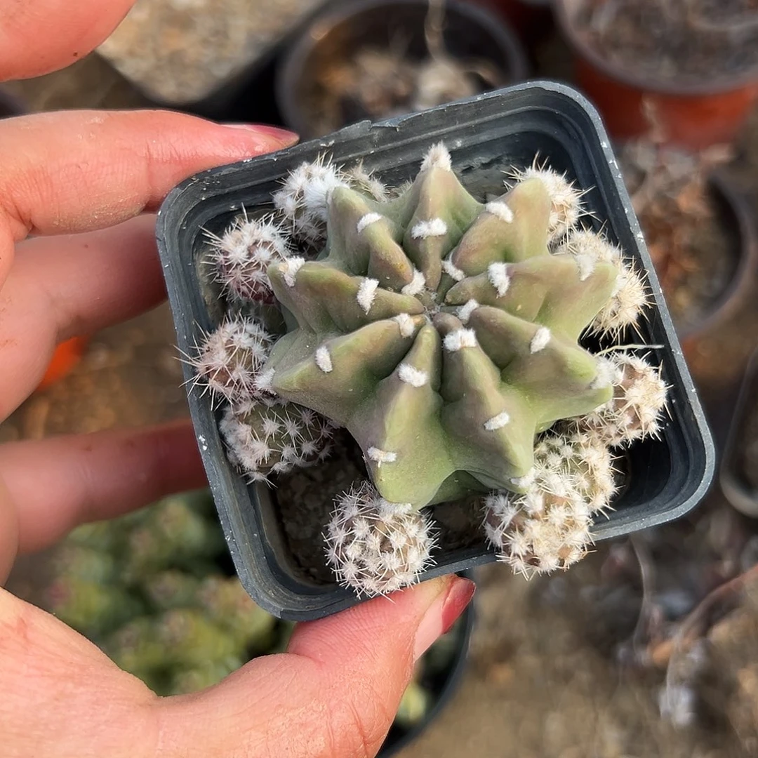 多肉植物多肉植物