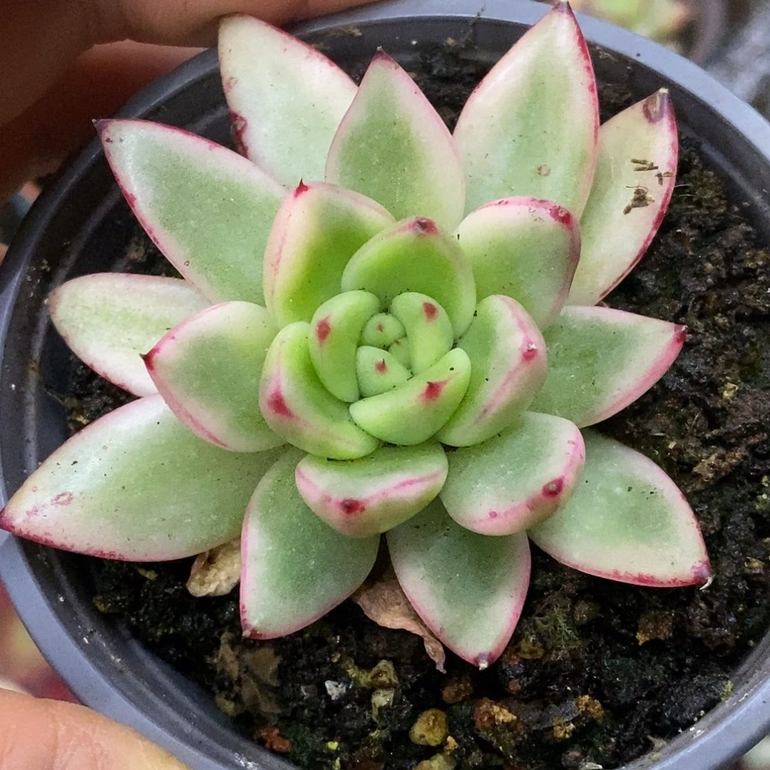 048东云杂哈哈哈哈哈哈