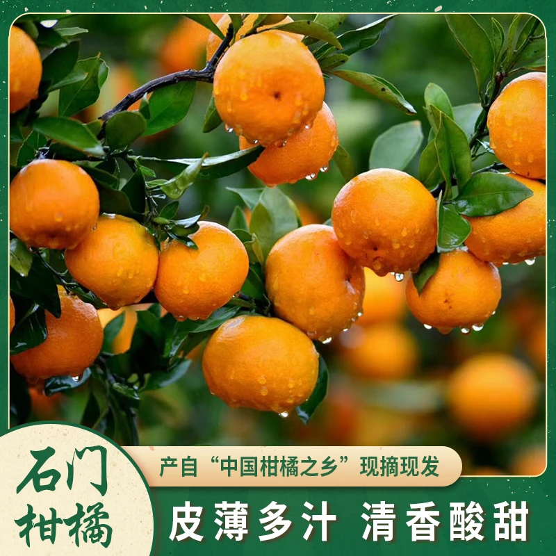 [手提礼盒装]石门柑橘当季蜜桔新鲜宝宝果蜜橘早熟橘子现摘现发