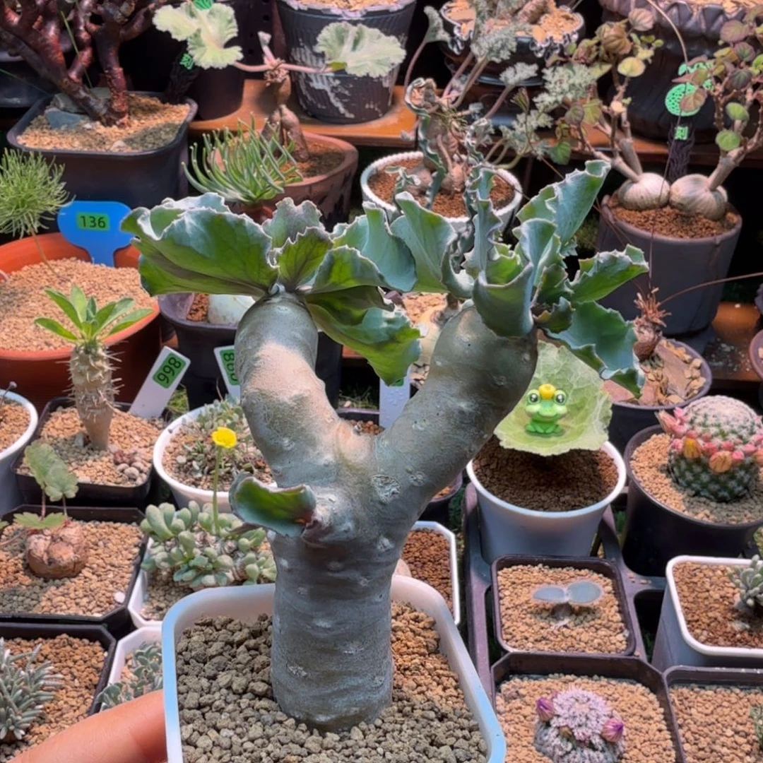 雪鹿厚墩菊109 仙人球