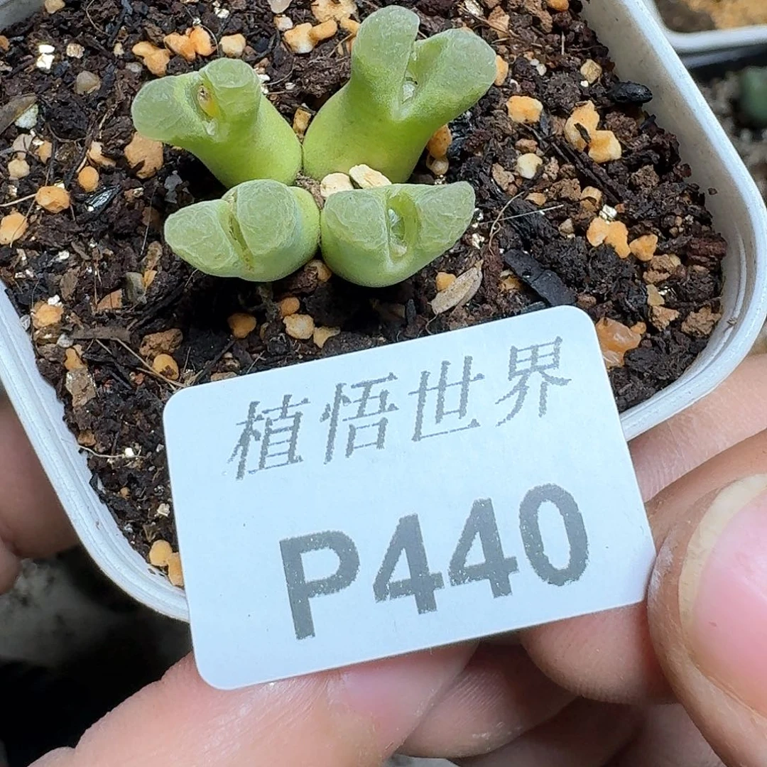 440号多肉植物哇fv b