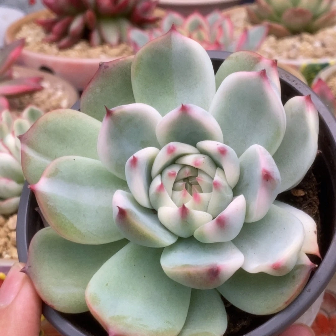 135锦锦锦锦锦锦锦锦