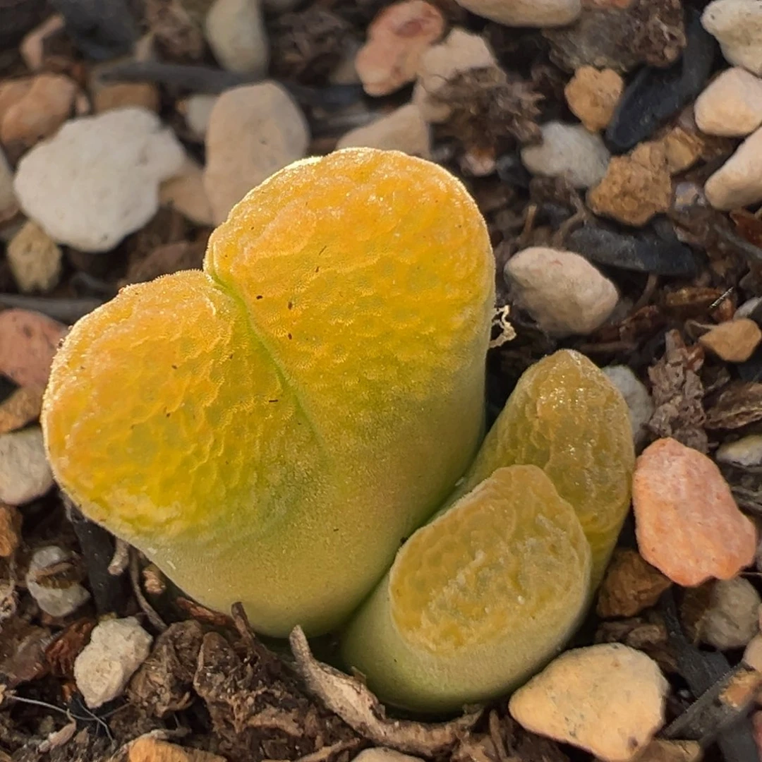 37多肉植物百科知识