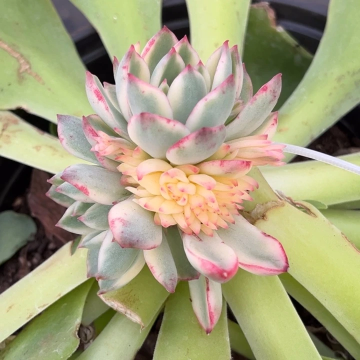 新圣骑兵锦捧花带缀化