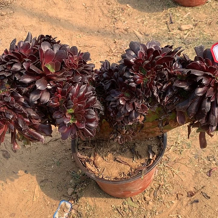 欧缀多肉植物591