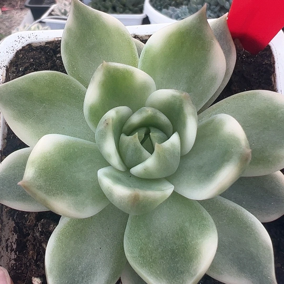 11号琉璃盏锦多肉植物