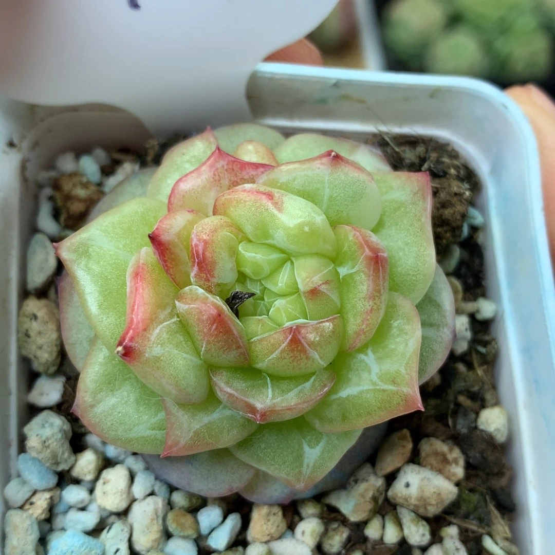 碎冰珍妮单头40多肉