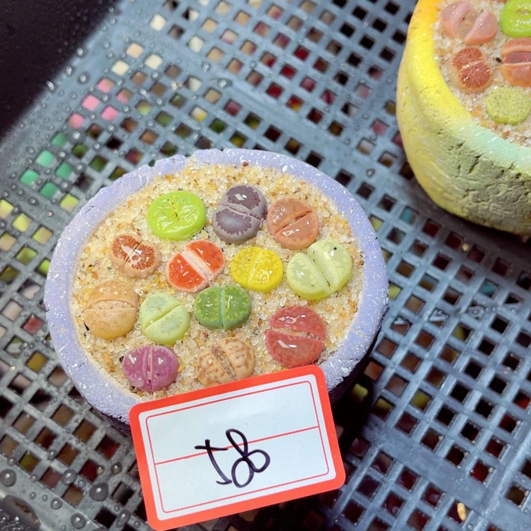 580生石花带盆发