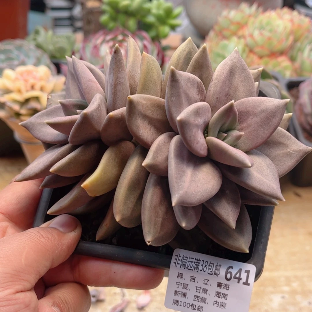 641惜春德华多肉