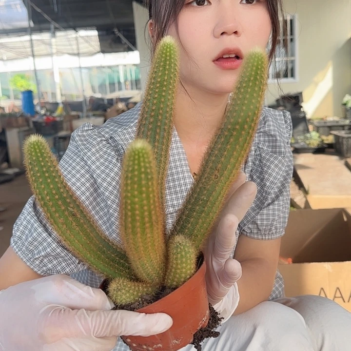 紫水晶群(掉头掉崽不售后)